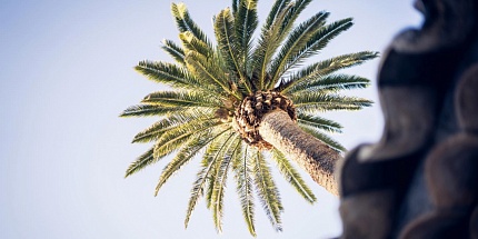 «Солнечный аромат цитрусов»: Mancera представили French Riviera