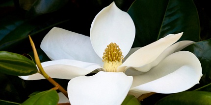 Acqua di Parma представили унисекс-аромат Magnolia Infinita