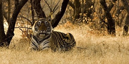 Кристиано Канали составил для Zoologist новый аромат Tiger