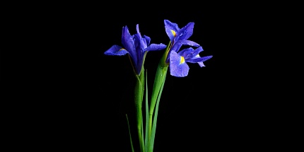 Морис Русель составил для Shalini духи Aurora Flacon Iris Lumiere
