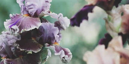L'Artisan Parfumeur посвятили Iris de Gris цветущему ирису