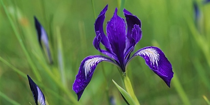 Santa Maria Novella представят цветочный аромат L’Iris