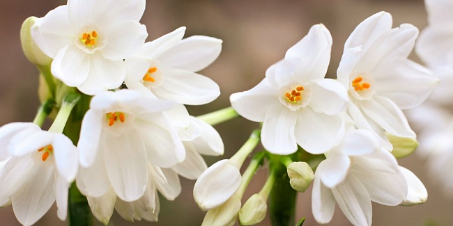 Fragonard выбрал "цветком года" нарцисс. Аромат — уже в продаже на сайте бренда