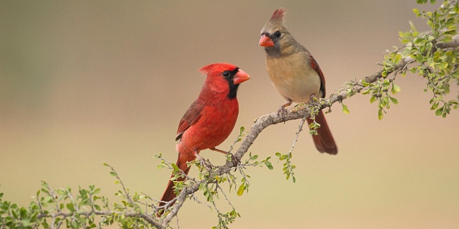 Zoologist Perfumes представили шипровый унисекс-аромат Cardinal