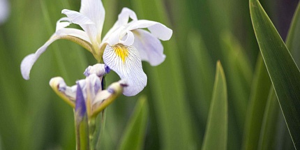 Цветы, сандал и мускус — в новом Iris Porcelana Ex Nihilo
