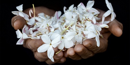Новое за неделю: сбор жасмина в Dior, эликсиры Bortnikoff, цветы от Marvis