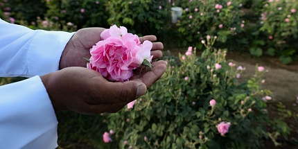 Lancôme перевыпустили Mille et Une Roses в рамках линии Les Parfums Grands Crus