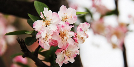 Clean приглашают на прогулку по цветущему саду в Apple Blossom