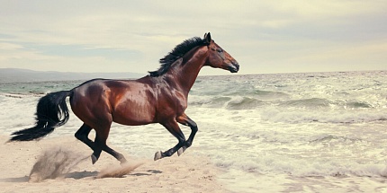 Masque Milano назвали новый аромат Ribot в честь знаменитой скаковой лошади