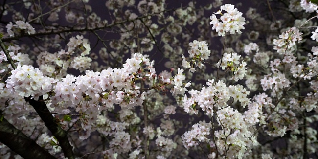 Новое за неделю: фарфор, ар-деко и цветение сакуры