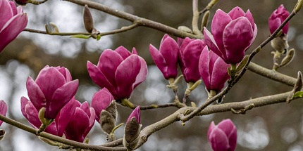 Providence Perfume Co. показывают "весну во флаконе" в новом Magnolia Mist